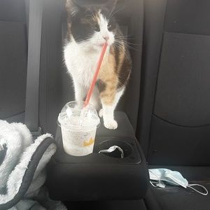 Meet your Posher, Clifford